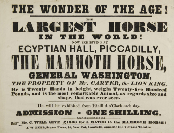 The Wonder of the Age! The Largest Horse in the World, now exhibiting at Egyptian Hall, Piccadilly,
