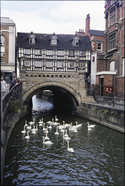 Swans on the River Witham in front of High Bridge seen from the east, High Street, Lincoln,
