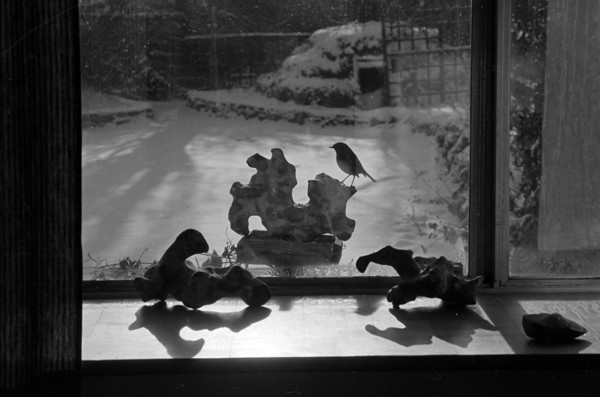 A view through the kitchen window towards a robin perched on sculptural bird table in the garden of