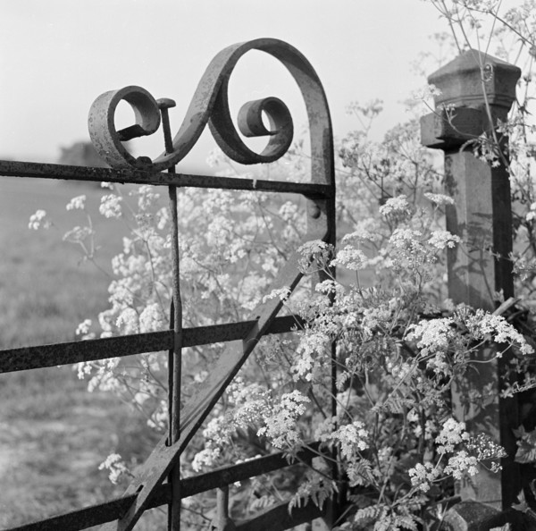 A detail view of cow parsley growing through a decorative scrolled wrought-iron gate and gatepost