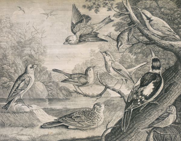 Various birds, 1726. Nine different birds, including the hen skylark and the cock golden crowned