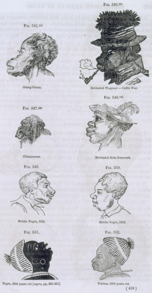 Head shapes of apes and humans, 1854. 'Orang-Outan; Hottentot Wagoner - Caffre War. Chimpanzee.