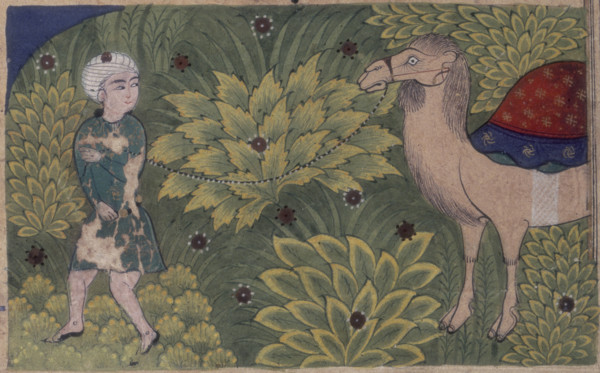 A man leading a camel, 16th century. The man looks over his shoulder.