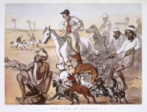 'Our Pack of Hounds', 1911. Two Indian servants struggle to keep hold of a pack of dogs of all