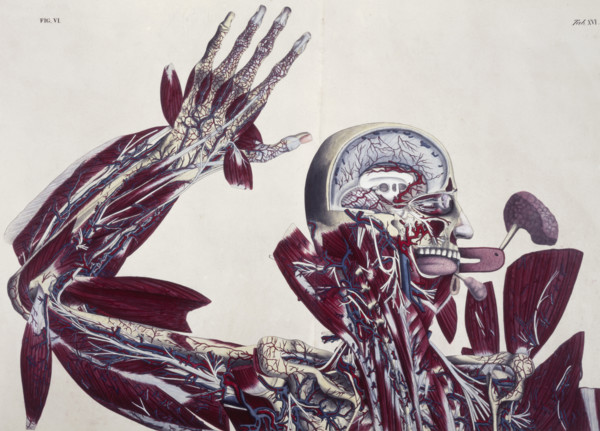 Anatomical drawing of the human body, c1825. The different brain and hand tissues. From "Planches