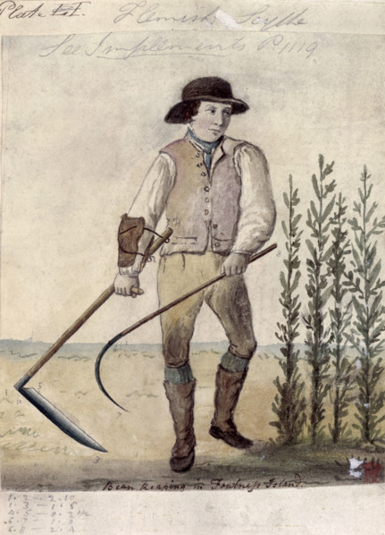 Farm worker using the Flemish scythe, c1808. 'Bean reaping in Foulness Island'.