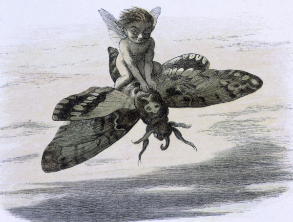 'Water lilies and water fairies of the period', c1869-c1870. Here one of them is flying on the back