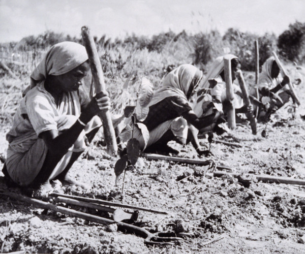 Planting out young tea bushes, Assam, 1950s-60s.