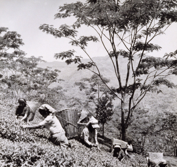 Tea pickers, Tista Valley Tea Gardens, Darjeeling District, India, 1950s-60s.