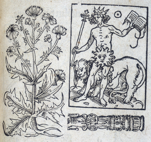 Chicory and the Sun, 13th century. The Sun is wearing a crown and holds a sceptre, with a lion