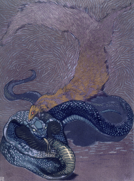 Rikki Tikki Tavi biting a snake; scene from "The Jungle Book", 1919. From a French translation of