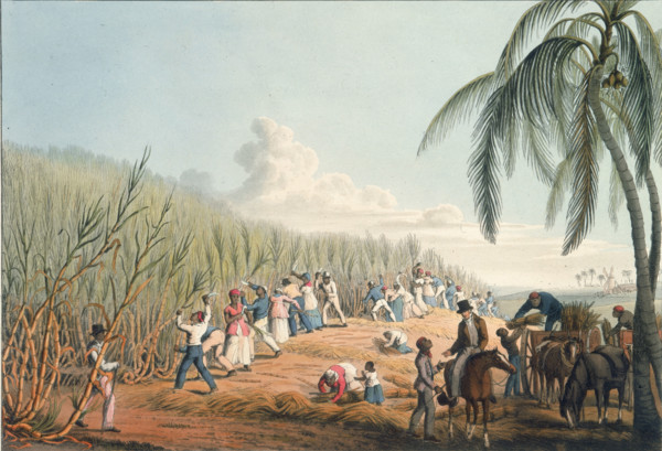 Slaves cutting the sugar cane, Antigua, 1823. African slaves cutting sugar cane on a plantation,