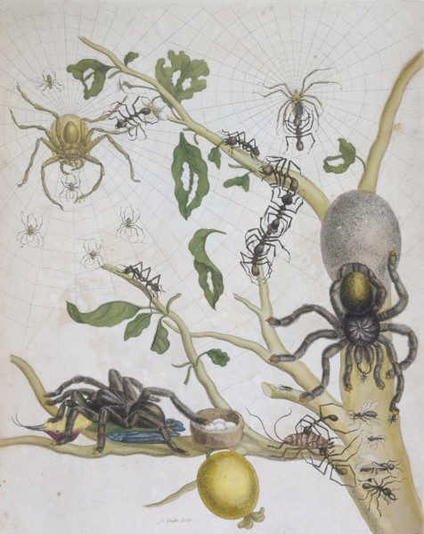 Spiders with their eggs, 1705. Two spider's webs and a branch are crowded with ants, spiders, and