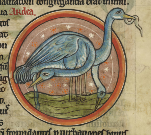 A heron on the water. A wading water bird with long neck and beak, c1230s. From Bestiary, with