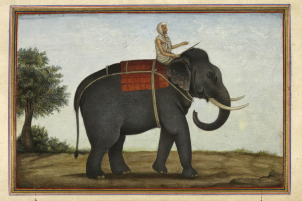 An elephant keeper riding his elephant, 1825 . From Tashrih Al Aqvam An Account Of Origins And