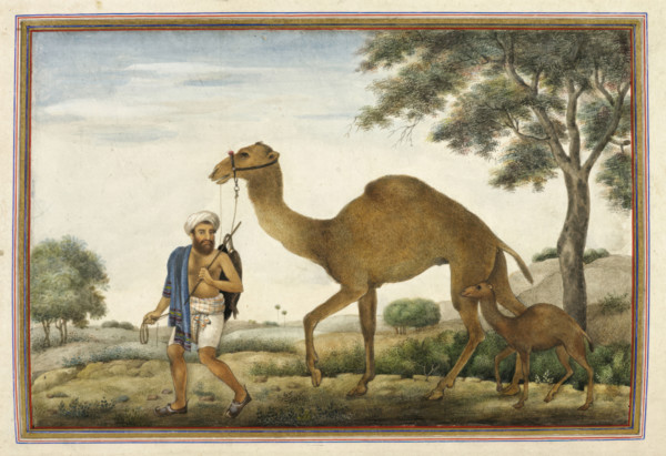 Ribari, a caste of camel-men, 1825. From Tashrih Al Aqvam An Account Of Origins And Occupations Of