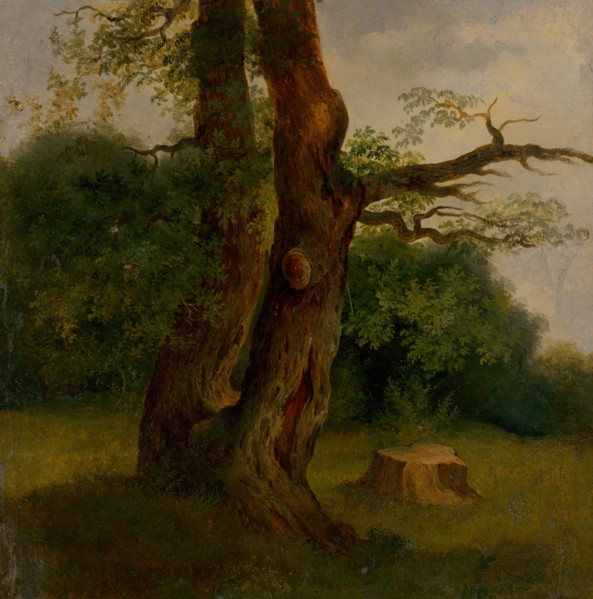 Study of a tree in leaf, 1860-1870.