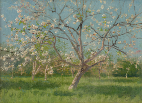 Study of Blooming Trees in an Orchard, around 1900.