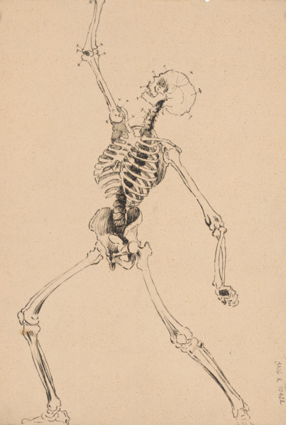 Study of a human skeleton, 1880-1904.