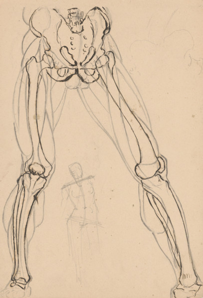 Study of the skeleton and muscles of the legs, 1880-1904.