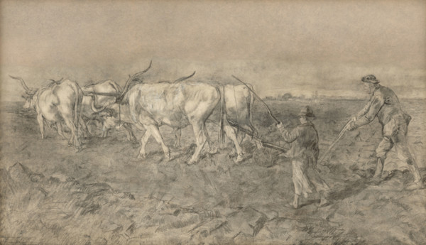 Ox team, 1875-1877.