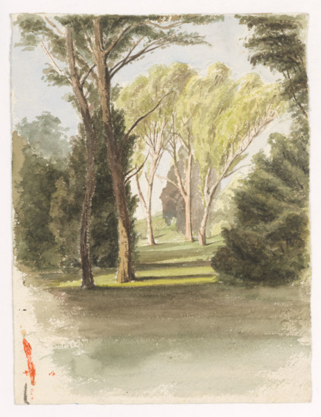 Trees in the park, around 1870.
