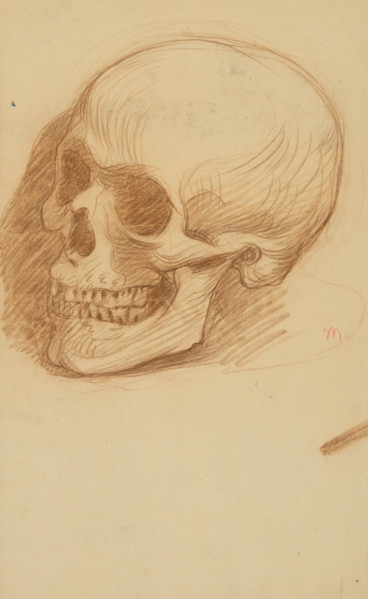 Study of a skull, 1895-1900.