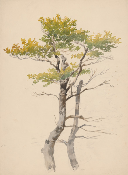 Study of a deciduous tree, around 1881.
