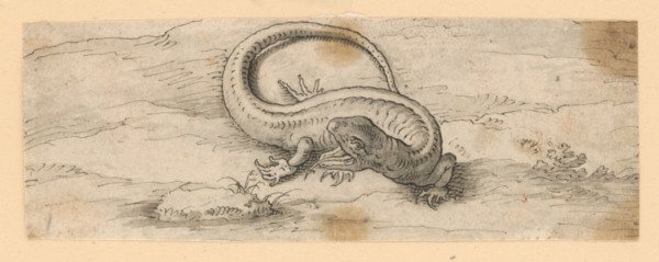 Lizard, 1601/1700.   Additional Info: Drawings with animal motifs - 5 drawings.
