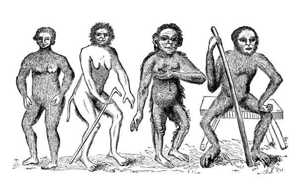 The Anthropomorpha of Linnaeus, c1760, (1863). Creator: Unknown.