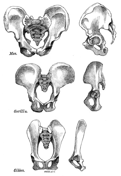 Front and side views of the bony pelvis of Man, Gorilla and Gibbon, 1863.  Creator: WH Wesley.