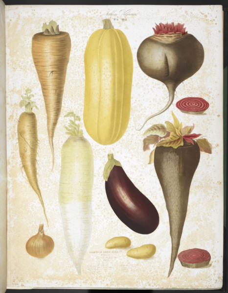 A selection of vegetables, including aubergine, onion, carrot, and potato, 1850.  Creators: Elisa Champin, Mlle Coutance.