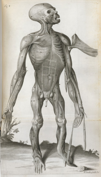 An anatomical drawing, 1699.  Creator: Michael Vandergucht.