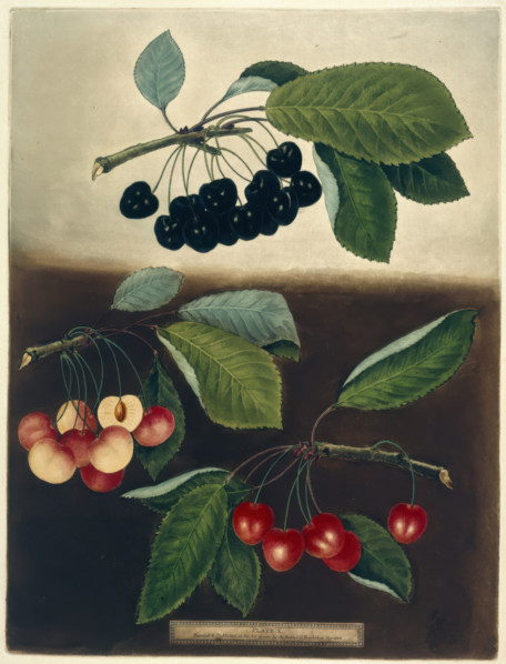 Cherries, 1812.  Creator: George Brookshaw.