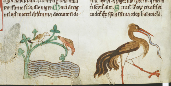 Birds found in Ireland, c1220. Creator: Unknown.