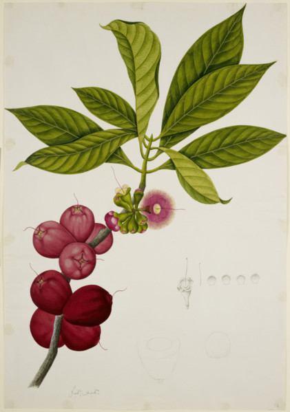 Malay Apple, 1824. Creator: Unknown.