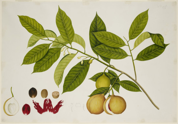 Nutmeg Tree, c1824.  Creator: Unknown.