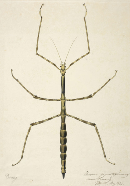 Stick insect, c1820. Creator: Unknown.
