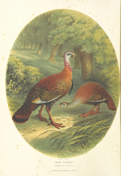 Wild Turkey, (Meleagris Gallopavo), 1866.  Creator: M & N Hanhart.