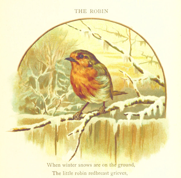 The Robin, 1893. Creator: Jessie Hall.