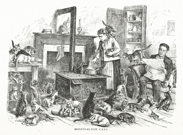 Hospital for cats, 1882.  Creator: Unknown.