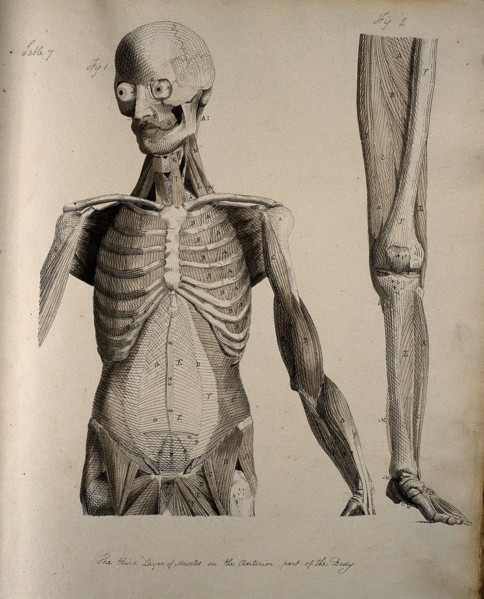 Left, muscles of the head and trunk (front view); right, muscles of the..., between 1800 and 1899. Creator: Unknown.