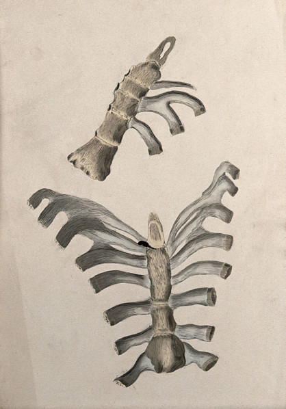 Ribs and sternum: two figures, 1830-1835. Creator: Unknown.