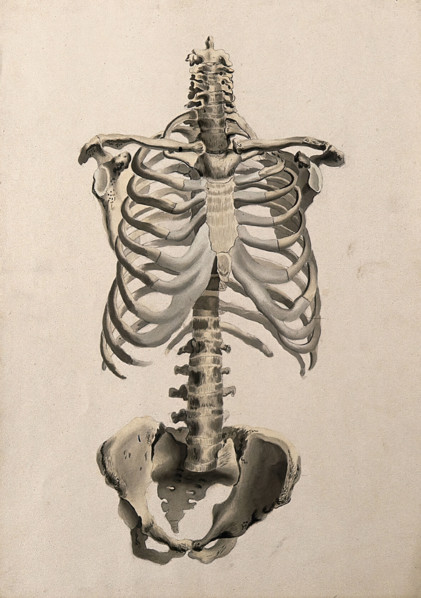 Bones of the torso: front view, 1830-1835. Creator: Unknown.