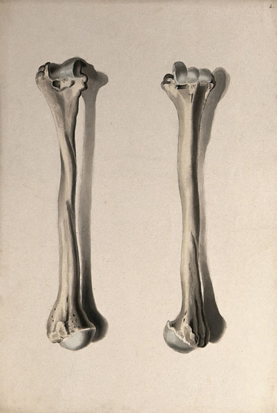 Humerus bone: two figures, 1830-1835. Creator: Unknown.