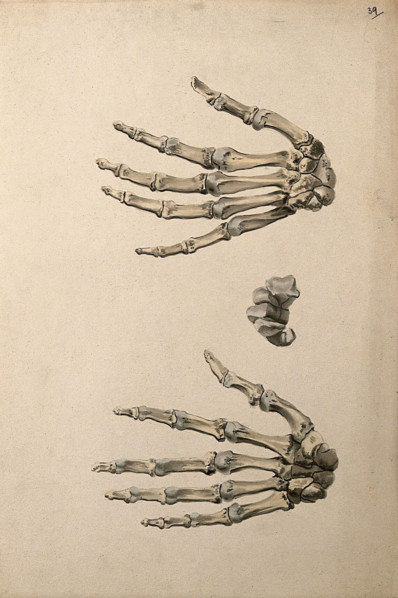 Bones of the hand: three figures, 1830-1835. Creator: Unknown.