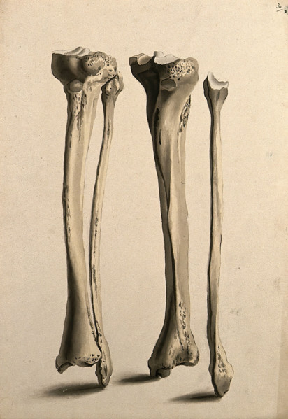 Tibia and fibula bones, 1830-1835. Creator: Unknown.