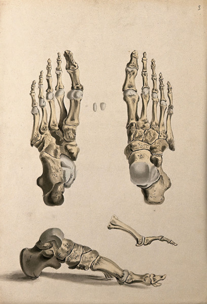 Bones of the foot, 1830-1835. Creator: Unknown.