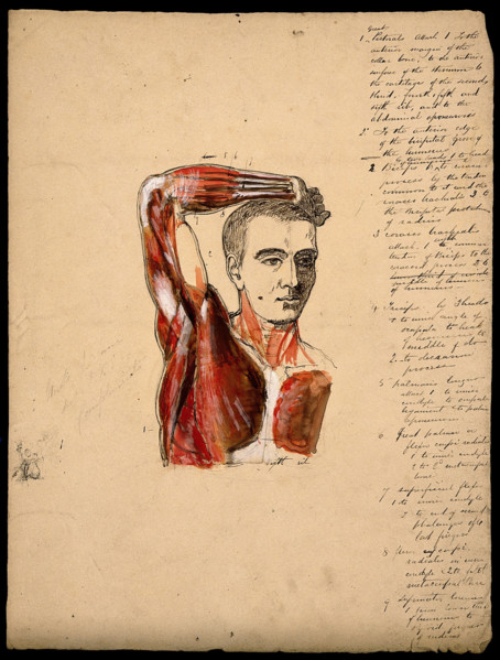 Muscles of the arm, shoulder and chest, front view: male écorché figure holding right..., 1800-1899. Creator: Unknown.