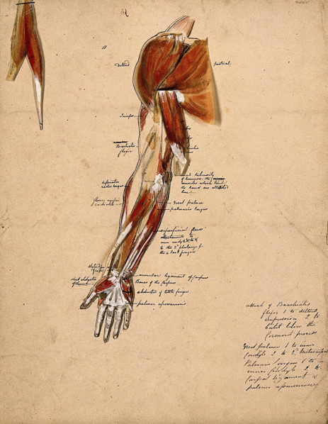 Muscles of the arm, shoulder and hand, front view, 1800-1899. Creator: Unknown.